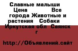 Славные малыши! › Цена ­ 10 000 - Все города Животные и растения » Собаки   . Иркутская обл.,Саянск г.